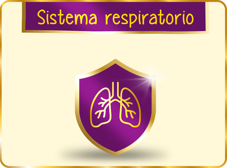Sistema respiratorio