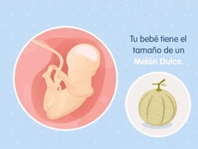 Imagen ilustrativa del desarrollo de un feto humano a las 25 semanas de embarazo.
