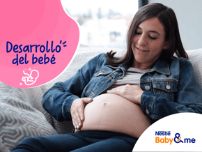 Desarrollo del bebé Desarrollo del bebé
