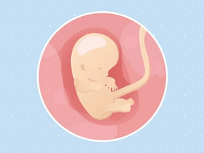 Imagen ilustrativa del desarrollo de un feto humano a las 10 semanas de embarazo.