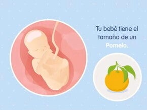 Imagen ilustrativa del desarrollo de un feto humano a las 19 semanas de embarazo.