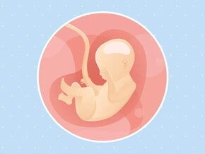 Imagen ilustrativa del desarrollo de un feto humano a las 22 semanas de embarazo.