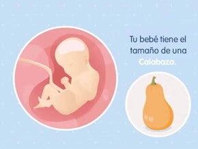 Imagen ilustrativa del desarrollo de un feto humano a las 29 semanas de embarazo.
