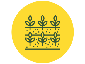 Plantamos diversas especies
