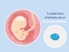 Imagen ilustrativa del desarrollo de un embrión humano a las 8 semanas de embarazo.