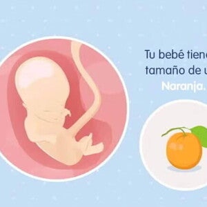 Imagen ilustrativa del desarrollo de un feto humano a las 14 semanas de embarazo.