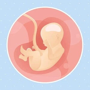 Imagen ilustrativa del desarrollo de un feto humano a las 22 semanas de embarazo.