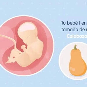 Imagen ilustrativa del desarrollo de un feto humano a las 29 semanas de embarazo.