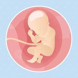 Imagen ilustrativa del desarrollo de un feto humano a las 31 semanas de embarazo.