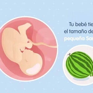 Imagen ilustrativa del desarrollo de un feto humano a las 39 semanas de embarazo.