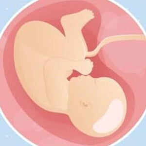 Imagen ilustrativa del desarrollo de un feto humano a las 40 semanas de embarazo.