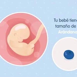 Imagen ilustrativa del desarrollo de un embrión humano a las 7 semanas de embarazo.