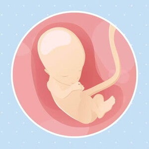 Imagen ilustrativa del desarrollo de un feto humano a las 13 semanas de embarazo.