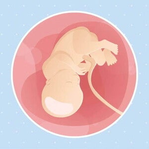 Imagen ilustrativa del desarrollo de un feto humano a las 36 semanas de embarazo.