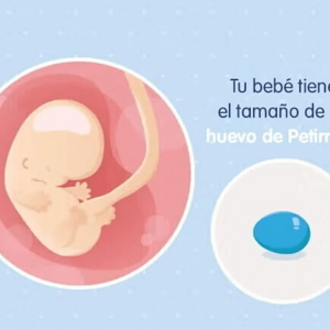 Imagen ilustrativa del desarrollo de un embrión humano a las 8 semanas de embarazo.