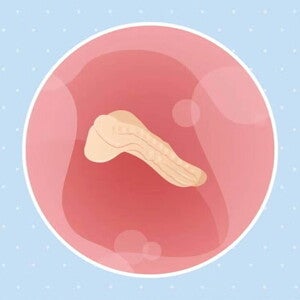 Imagen ilustrativa del desarrollo de un embrión humano a las 3 semanas de embarazo.