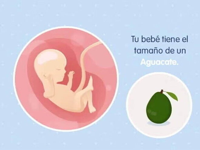 Imagen ilustrativa del desarrollo de un feto humano a las 16 semanas de embarazo.