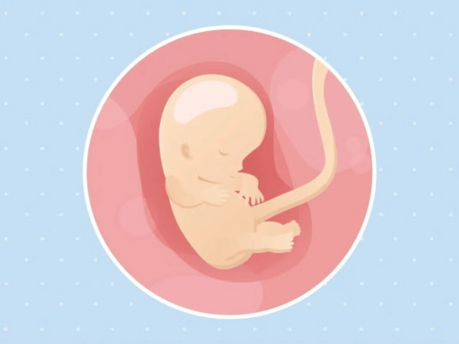 Imagen ilustrativa del desarrollo de un feto humano a las 10 semanas de embarazo.