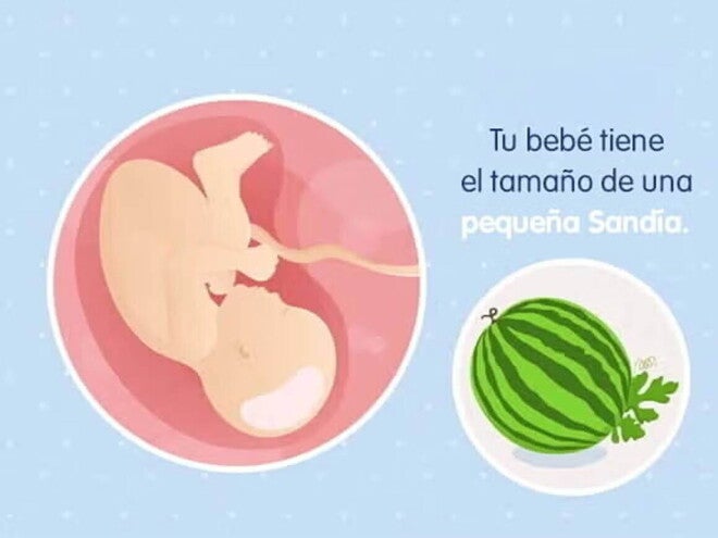 Imagen ilustrativa del desarrollo de un feto humano a las 39 semanas de embarazo.
