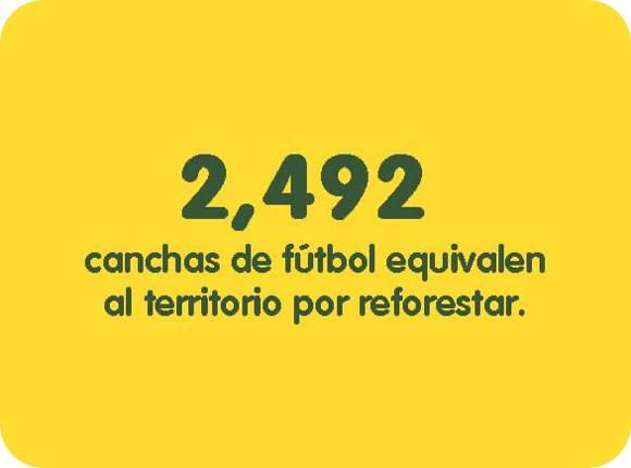 2,492 canchas de fútbol equivalen al territorio por reforestar. 2,492 canchas de fútbol equivalen al territorio por reforestar.