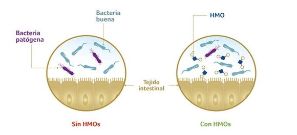 Los HMOs promueven el crecimiento de las bacterias buenas Los HMOs promueven el crecimiento de las bacterias buenas