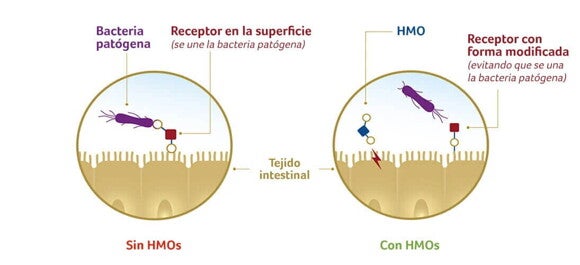 Ayudan a la función de la barrera intestinal Ayudan a la función de la barrera intestinal