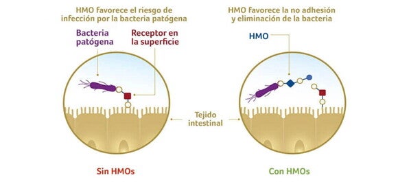 Previenen la adhesión de patógenos en el intestino Previenen la adhesión de patógenos en el intestino