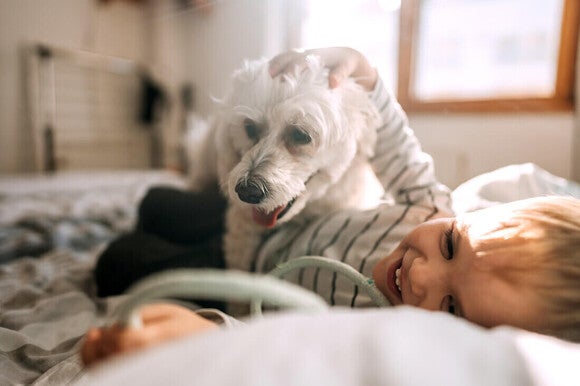 Niño pequeño en la cama jugando con su perro peludo. Asma en niños y caspa de animales.